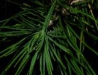 foto di Foglie di Pinus 