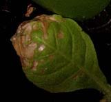 foto di Foglia di Nicotiana tabacum