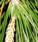foto di Foglie di Pinus 