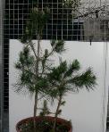 foto di Pinus pinea