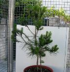 foto di Pinus pinea