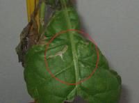 foto di Foglia di Nicotiana tabacum con necrosi da ozono