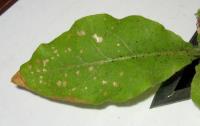 foto di Foglia di Nicotiana tabacum