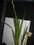 foto di Gladiolus gandavensis