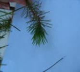 foto di Foglie di Pinus pinea