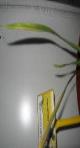 foto di Foglia di Gladiolus gandavensis