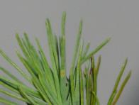 foto di Necrosi su Pinus pinea