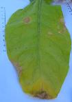 foto di Estese necrosi su foglie di N.tabacum
