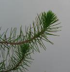 foto di Particolare di Pinus pinea