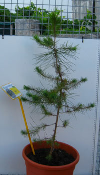 foto di Pianta di Pinus pinea
