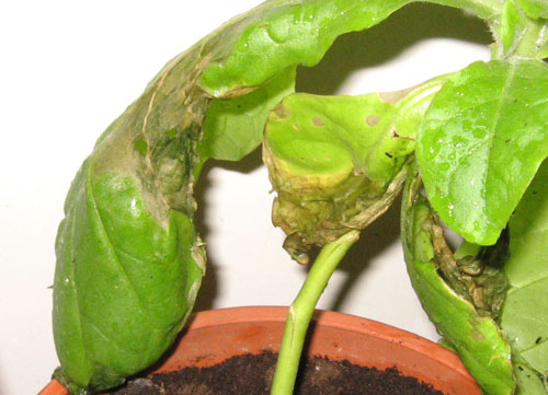 foto: Foglia di Nicotiana tabacum