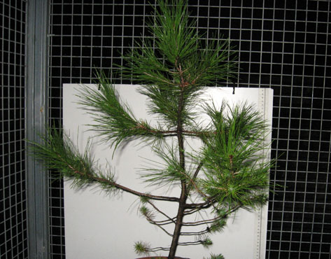 foto: Pinus sp.