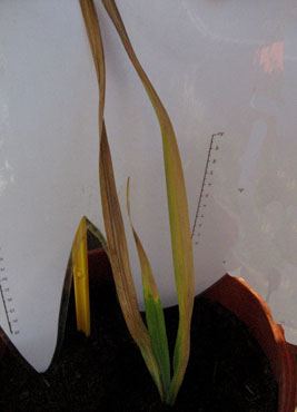 foto: Gladiolus gandavensis