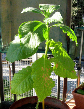 foto: Nicotiana tabacum, cv.Bel W3