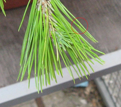 foto: Foglie di Pinus pinea