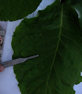 foto: Foglia di Nicotiana tabacum