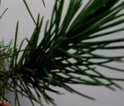 foto: Foglie di Pinus