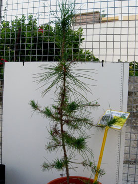 foto: Pinus pinea