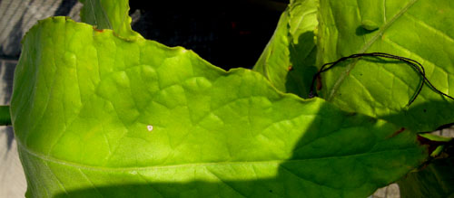 foto: Foglia di Nicotiana tabacum