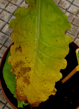 foto: Foglia di Nicotiana tabacum