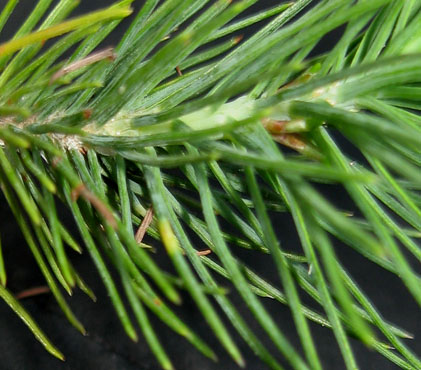 foto: Foglie di Pinus pinea