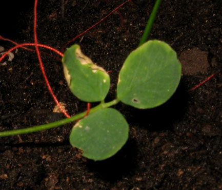 foto: Foglie di Medicago sativa
