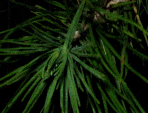 foto: Foglie di Pinus 