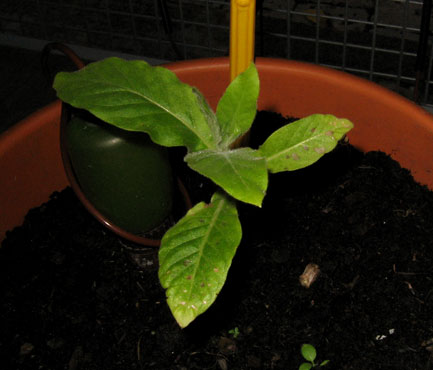 foto: Nicotiana tabacum, cv.BelW3