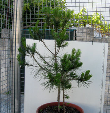 foto: Pinus pinea
