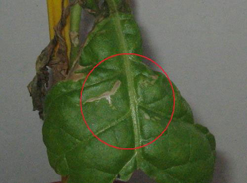 foto: Foglia di Nicotiana tabacum con necrosi da ozono