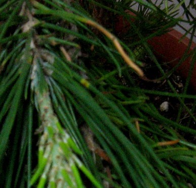 foto: Foglie di Pinus 