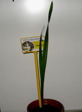 foto: Gladiolus gandavensis