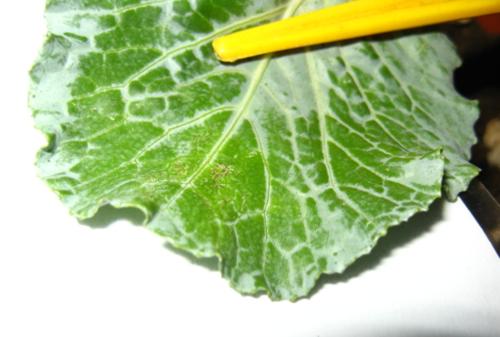 foto: Foglia di Brassica oleracea