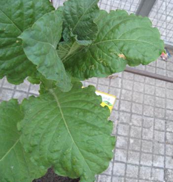 foto: Nicotiana tabacum, cv. BelW3