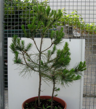 foto: Pinus pinea