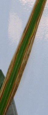 foto: Estese necrosi su foglie di G.gandavensis