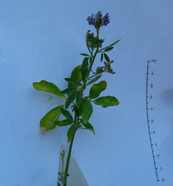 foto: Foglie di Medicago con necrosi