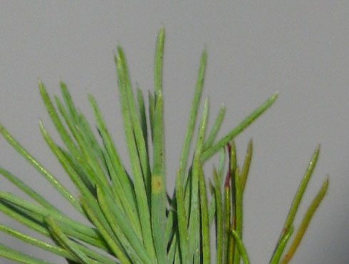 foto: Necrosi su Pinus pinea