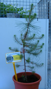 foto: Pianta di Pinus pinea