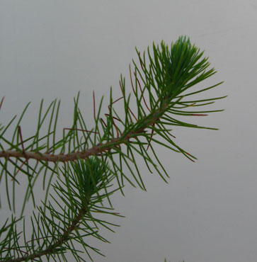foto: Particolare di Pinus pinea