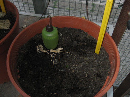 foto: Brassica oleracea