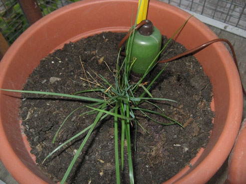 foto: Lolium perenne