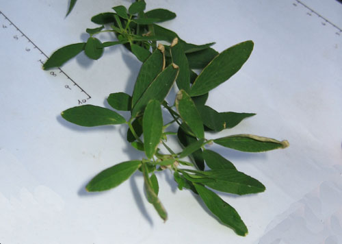 foto: Foglie di Medicago sativa