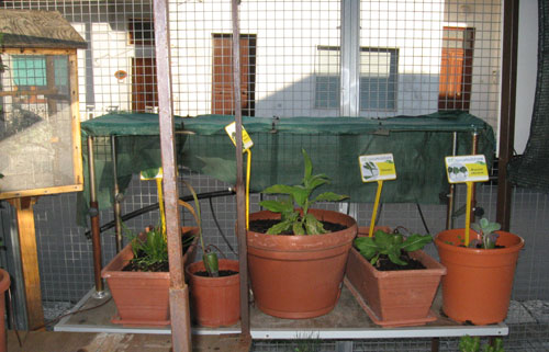 foto: Biocentralina