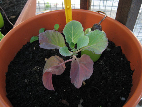 foto: Brassica oleracea