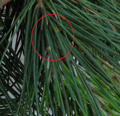 foto: Foglie di Pinus 