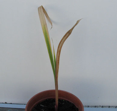 foto: Gladiolus gandavensis