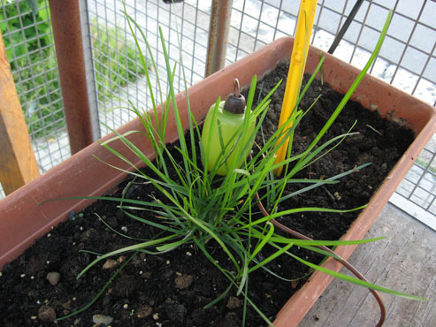 foto: Lolium perenne