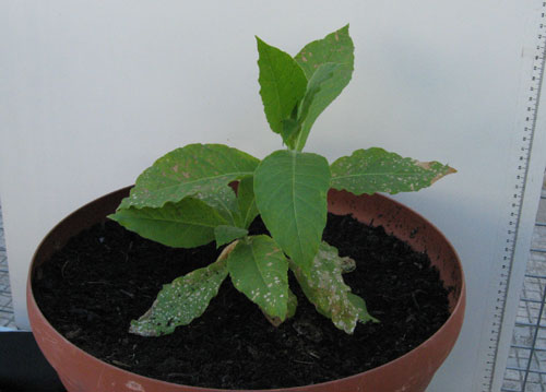 foto: Nicotiana tabacum, cv.BelW3